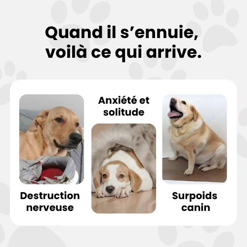 Le lanceur automatique PlayMate