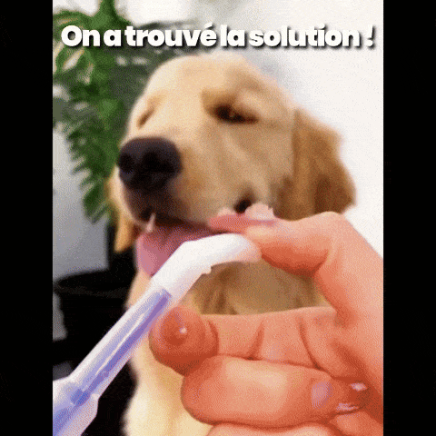 Administreur CanisCare