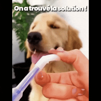 Administreur CanisCare