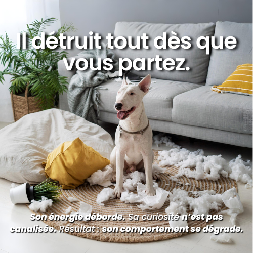 DogReboot