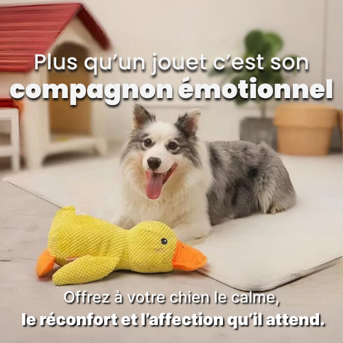 Le Compagnon Zen Duck