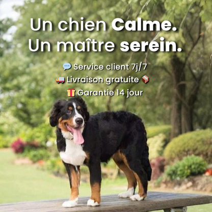 DogReboot