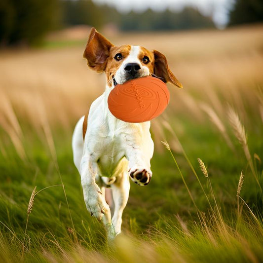 Frisbee pour chien